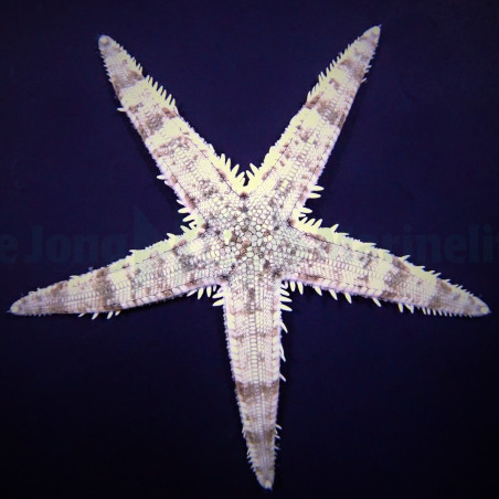 Archaster typicus