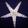 Archaster typicus