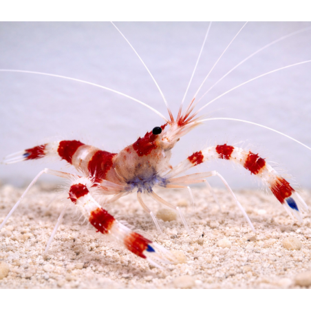Stenopus hispidus 4-6cm – vue 2