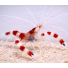 Stenopus hispidus 4-6cm – vue 2