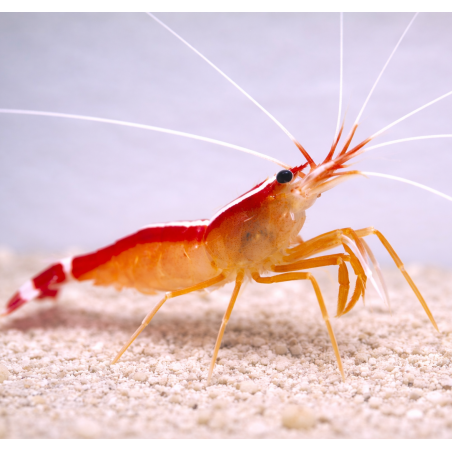 Lysmata amboinensis