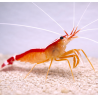Lysmata amboinensis