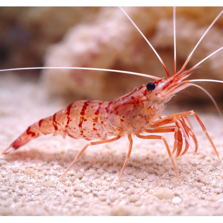 x3 Lysmata Wurdemanni Sauvage 3-4cm