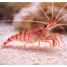 x3 Lysmata Wurdemanni Sauvage 3-4cm