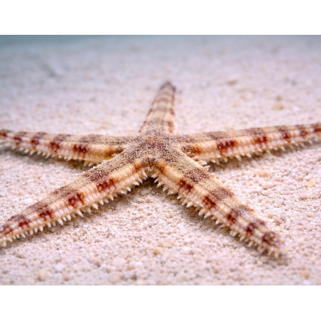 Archaster typicus