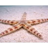 Archaster typicus
