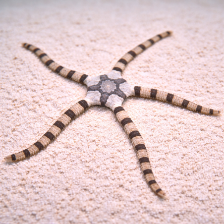 Ophiolepis superba