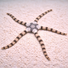 Ophiolepis superba