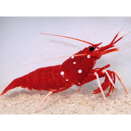 Lysmata debelius