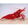 Lysmata debelius