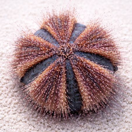 Mespilia globulus