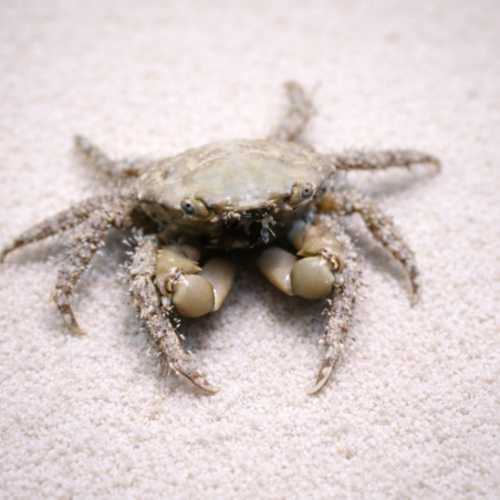Mithraculus (crabe) 2-4cm