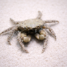 Mithraculus (crabe) 2-4cm