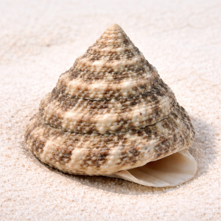 Tectus fenestratus