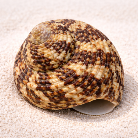 Turbo brunneus