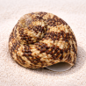 Turbo brunneus