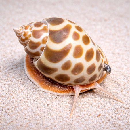 Babylonia zeylanica