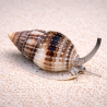 Nassarius pack de 10