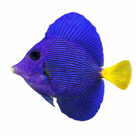 Zebrasoma Xanthurum 7-8cm
