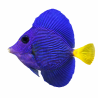 Zebrasoma Xanthurum 7-8cm