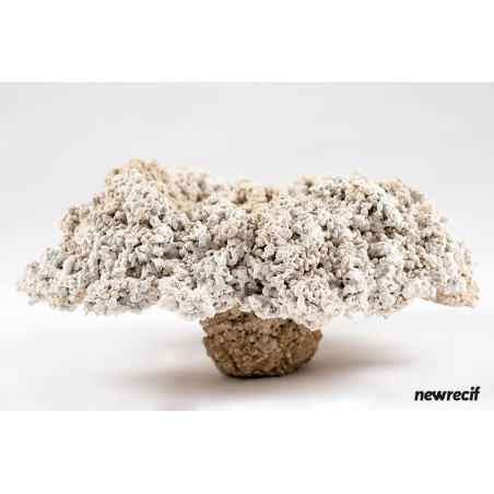 NEW RECIF Roche sèche 1kg