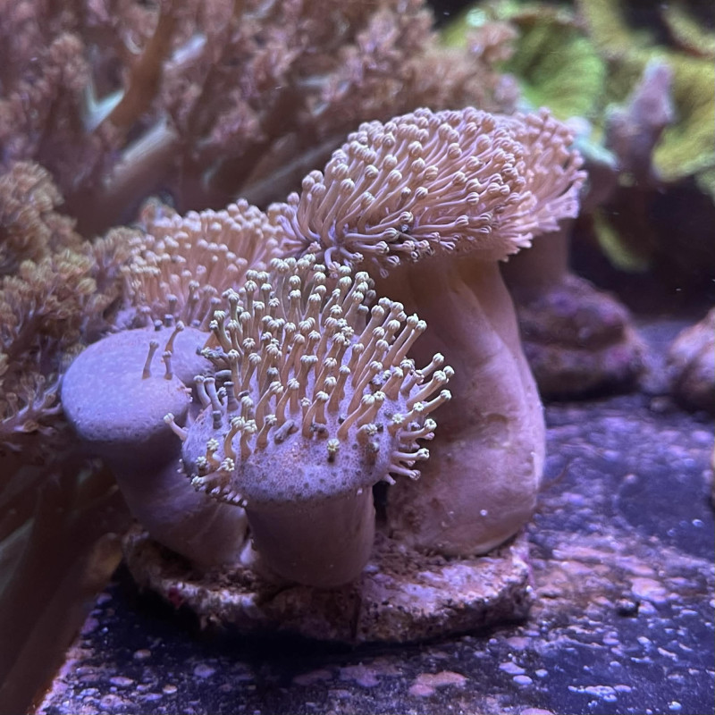 Sarcophyton Multi-tronc 4-5 WYSIWYG