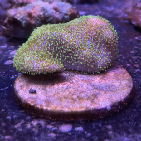 Sarcophyton polype court vert WYSIWYG