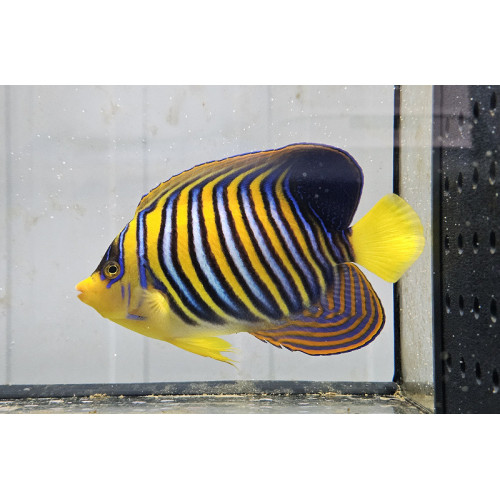 Pygoplites Diacanthus  12-15cm (Mer rouge)