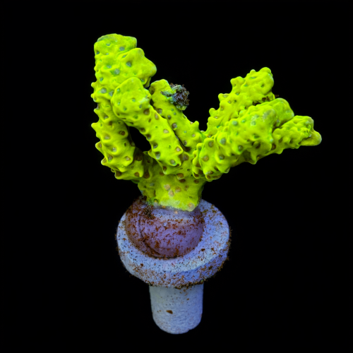AK Goldenrod Anacropora O1 WYSIWYG