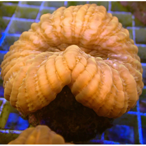 Cynarina Rouge WYSIWYG