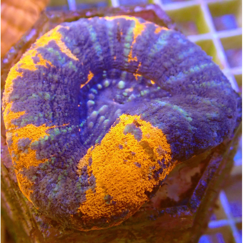 Scolymia superman WYSIWYG