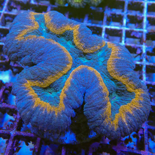 Lobophyllia WYSIWYG