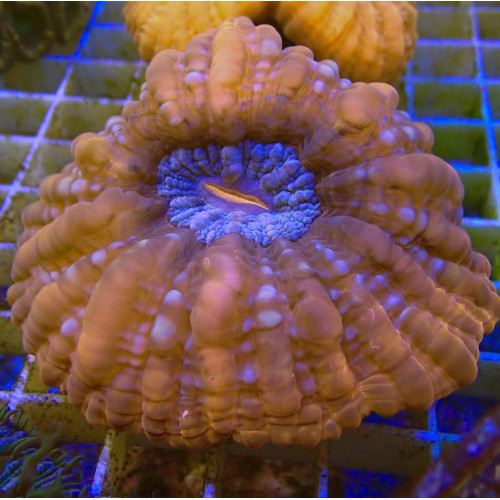 Cynarina Rouge WYSIWYG