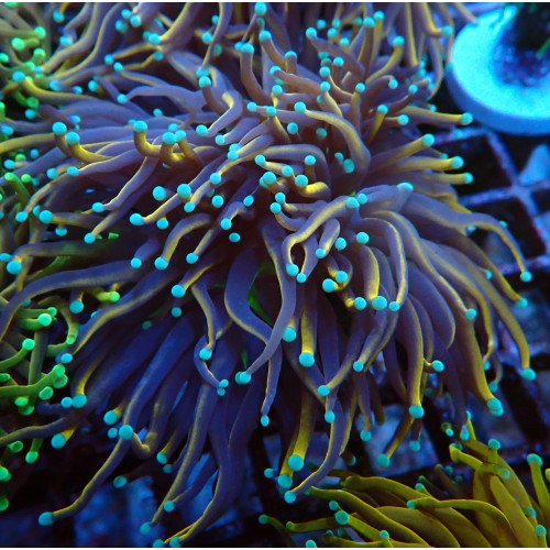 Euphyllia Glabrescens C6 WYSIWYG