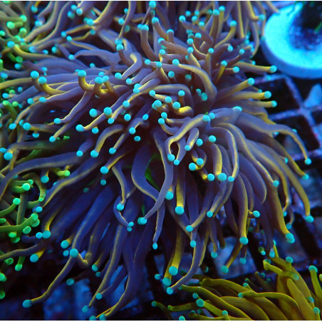 Euphyllia Glabrescens C6 WYSIWYG