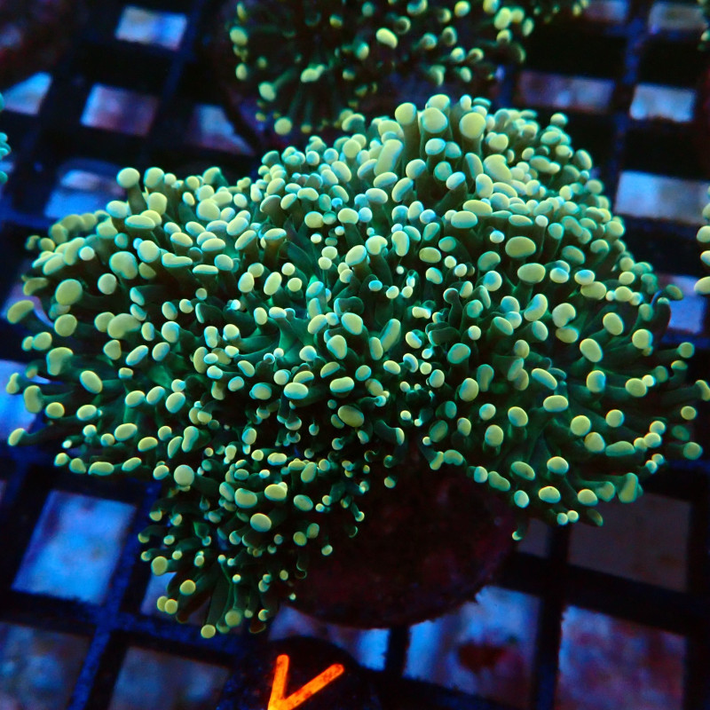 Euphyllia Paraancora K1 WYSIWYG