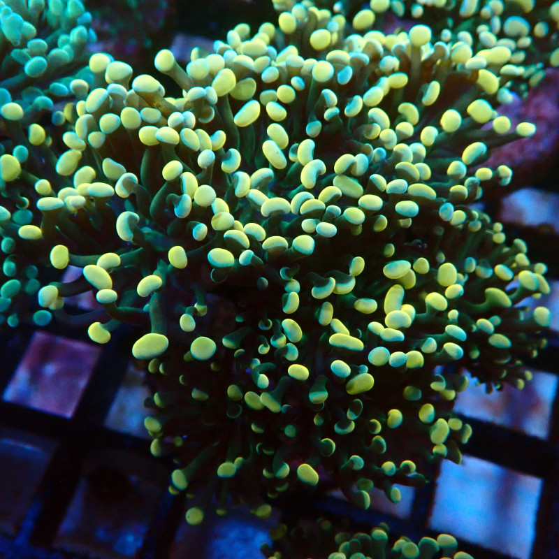 Euphyllia Paraancora K2 WYSIWYG