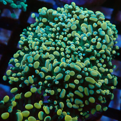 Euphyllia Paraancora K3 WYSIWYG