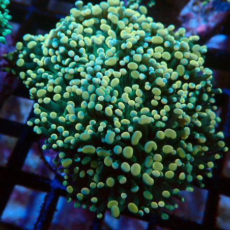 Euphyllia Paraancora K4 WYSIWYG