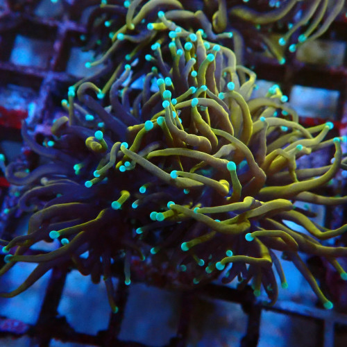 Euphyllia Glabrescens C1 WYSIWYG