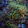 Euphyllia Glabrescens C2 WYSIWYG