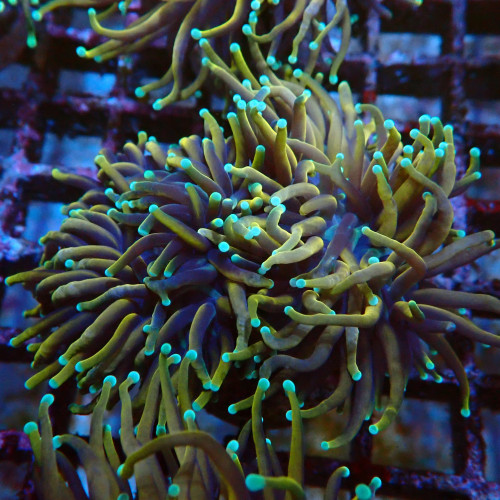 Euphyllia Glabrescens C3 WYSIWYG