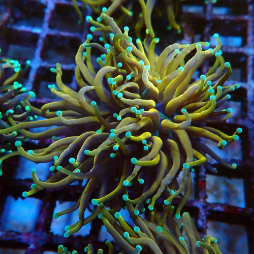 Euphyllia Glabrescens C4 WYSIWYG