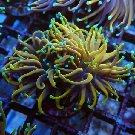 Euphyllia Glabrescens C5 WYSIWYG