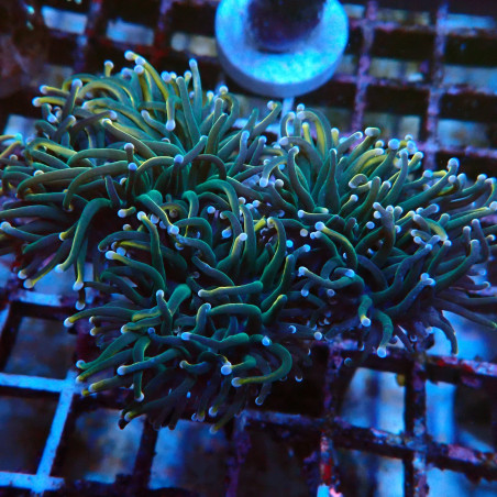 Euphyllia Glabrescens Rapunzel D1 WYSIWYG