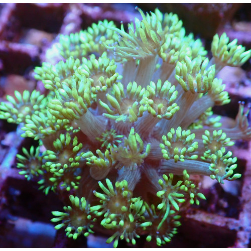 Goniopora 01 WYSIWYG