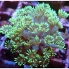 Goniopora 01 WYSIWYG