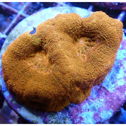 Acanthastrea bowerbanki WYSIWYG