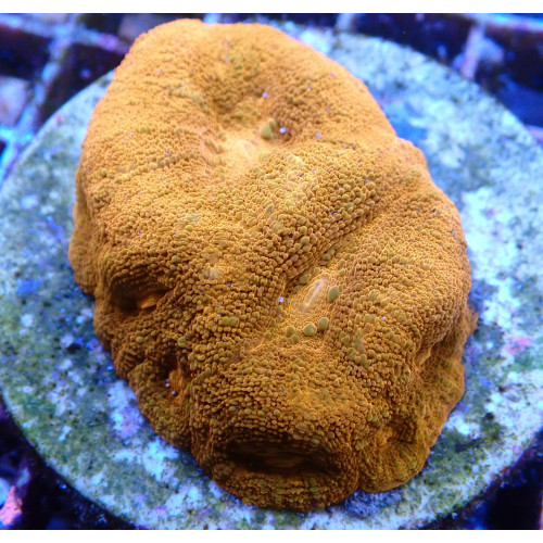 Acanthastrea bowerbanki WYSIWYG