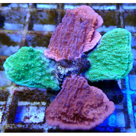 Montipora duo WYSIWYG